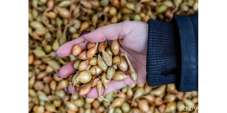 Знаете ли вы, когда лучше сажать лук севком?