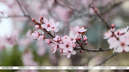 До +17°С и без осадков. Какой сегодня будет погода