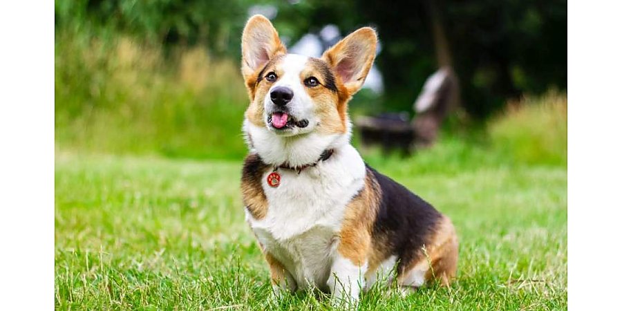 Не больше двух собак в квартире! Какие новые правила ждут владельцев домашних животных