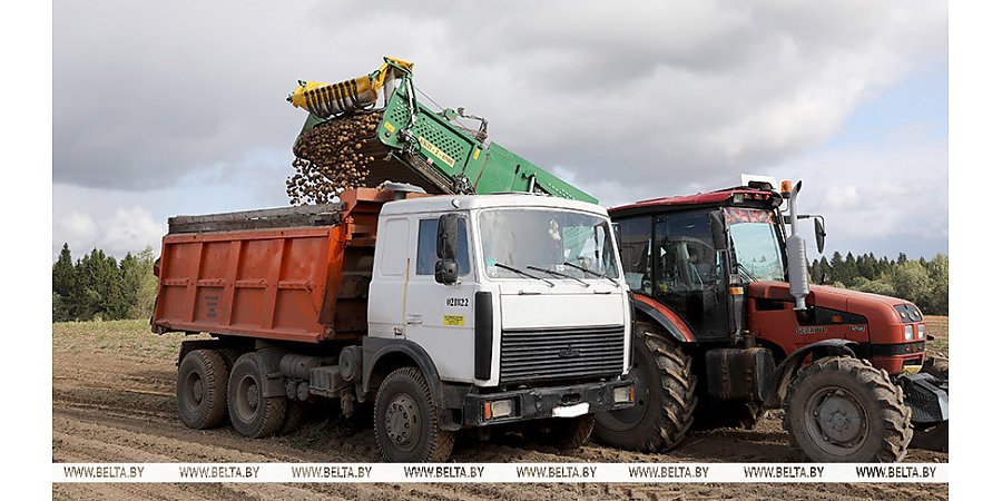В Беларуси началась уборка картофеля