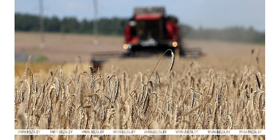 В Беларуси собрано 10 млн тонн зерна с учетом рапса и кукурузы