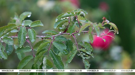 Заморозки, кратковременные дожди и порывистый ветер. Какой будет погода в Беларуси 13 мая