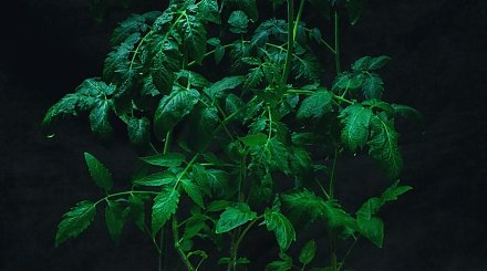 Переросла рассада томатов? Рассказываем, что нужно с ней сделать