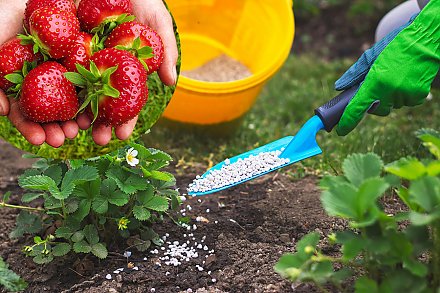 Как ухаживать за клубникой, чтобы она радовала большими урожаями?
