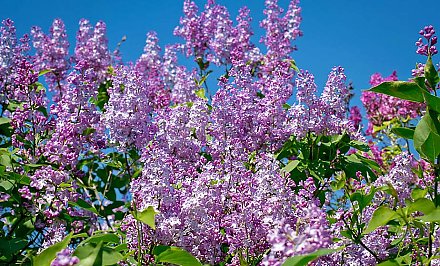 Букет сирени за 1200 рублей. Почему нельзя ломать ветки деревьев на улице