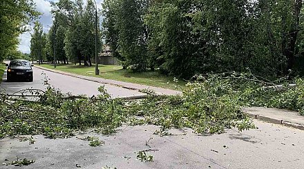 Спасатели в Гродненской области шесть раз выезжали на распиловку поваленных ветром деревьев