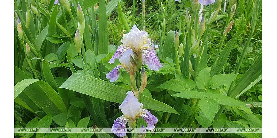 Теплая погода с дождями и грозами ожидается в Беларуси 11 июня