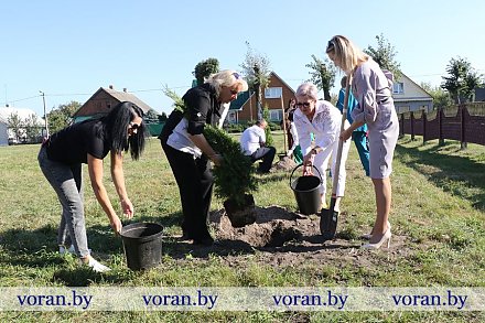 В День народного единства новые деревца появились на аллее единства в Радуни