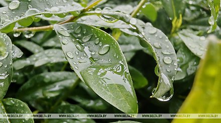 Облачная погода с дождем и грозами ожидается сегодня в Беларуси