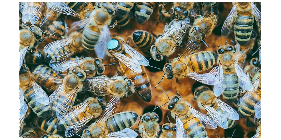 Устройте пчелиные игры в Яков день: приметы на 5 ноября 