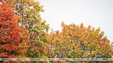 Облачно, во многих районах дожди. Какой будет погода в Беларуси 11 октября