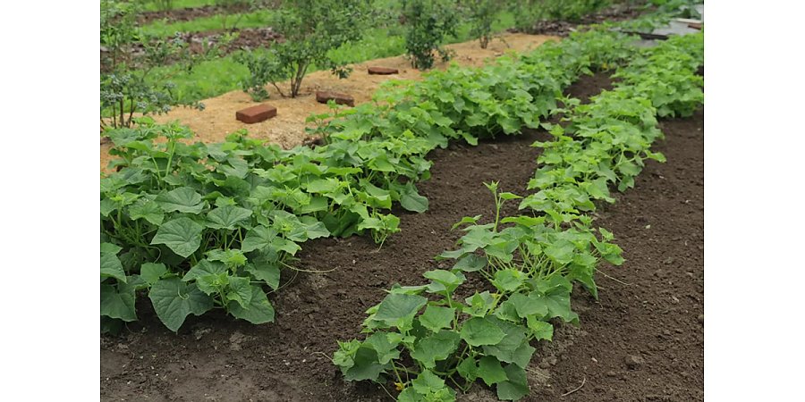 Садовод назвал культуры, которые можно выращивать без рассады