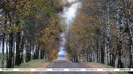 В Беларуси 15 ноября ожидаются дожди, возможен мокрый снег