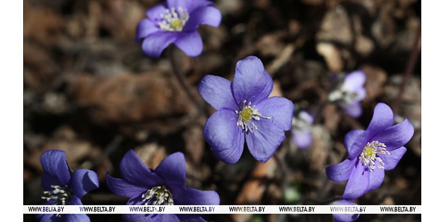 От -5°С ночью до +12°С днем. Какой будет погода в Беларуси в день субботника