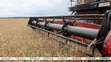 Свыше 9,8 млн тонн зерна с рапсом и кукурузой намолочено в Беларуси