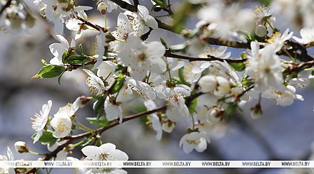 Лето продолжается. В Беларуси 23 апреля ожидается до +29°С, местами грозы