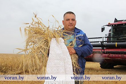 Первые гектары сжаты. В Вороновском районе стартовала уборочная кампания