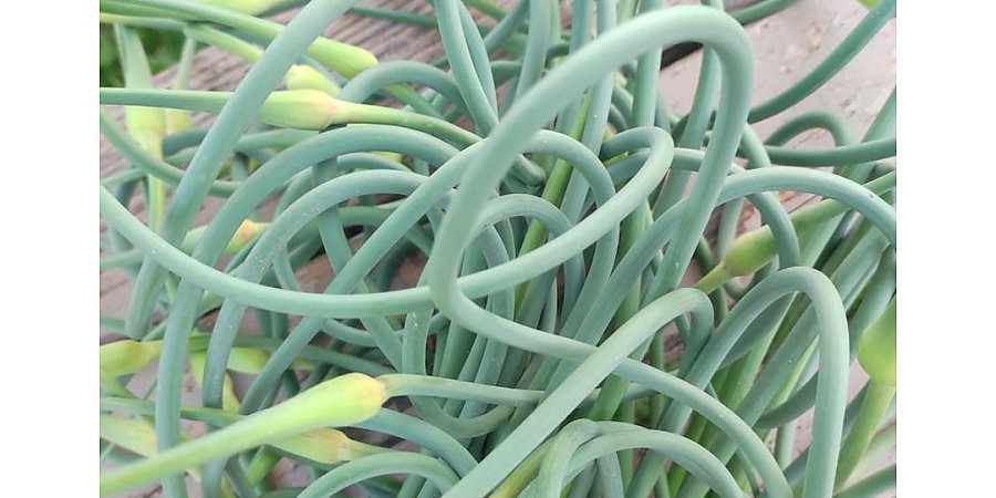 Не выбрасывайте чесночные стрелки. Жительница Барановичей опробовала рецепт из TikTok