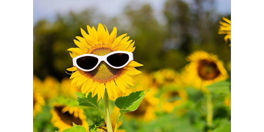 Оранжевый уровень опасности из-за жары объявлен в Беларуси 30 августа