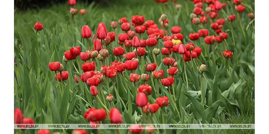 Поля тюльпанов, необитаемый остров. Что нового предлагают туристам в Беларуси