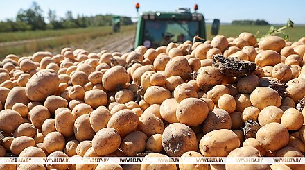Картофель в Беларуси убран с 58% площадей