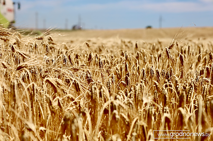 Мининформ объявляет конкурс на лучший журналистский материал о жатве-2025