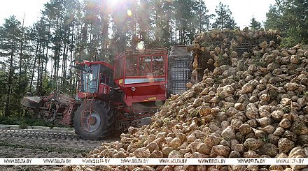 Уборку сахарной свеклы и кукурузы на зерно завершили в Беларуси