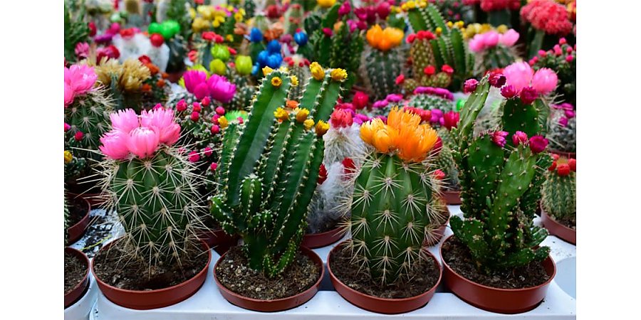 Как ухаживать за кактусами