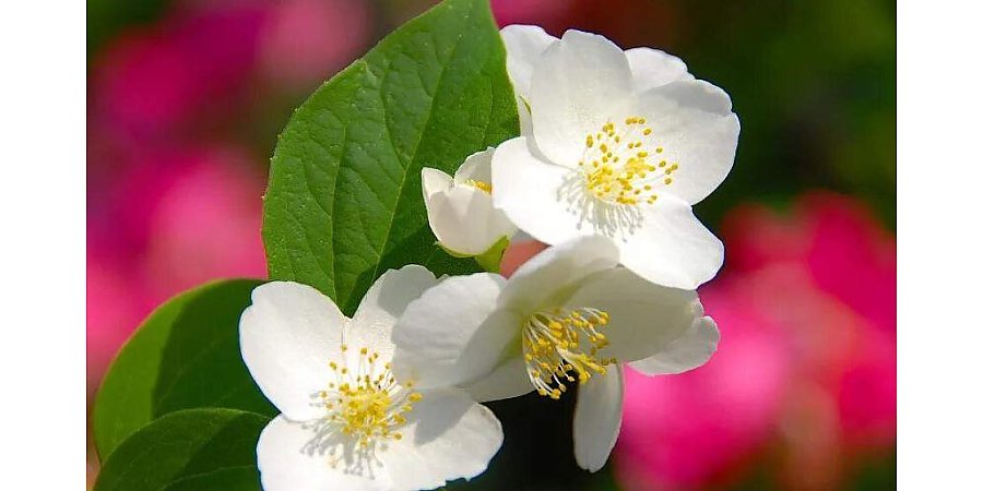 Оранжевый уровень опасности из-за усиления ветра объявлен в Беларуси сегодня