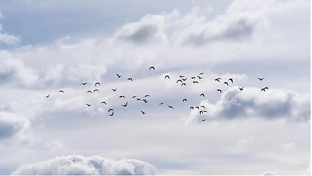 Испеките печенье в форме птиц: народные приметы на 17 марта