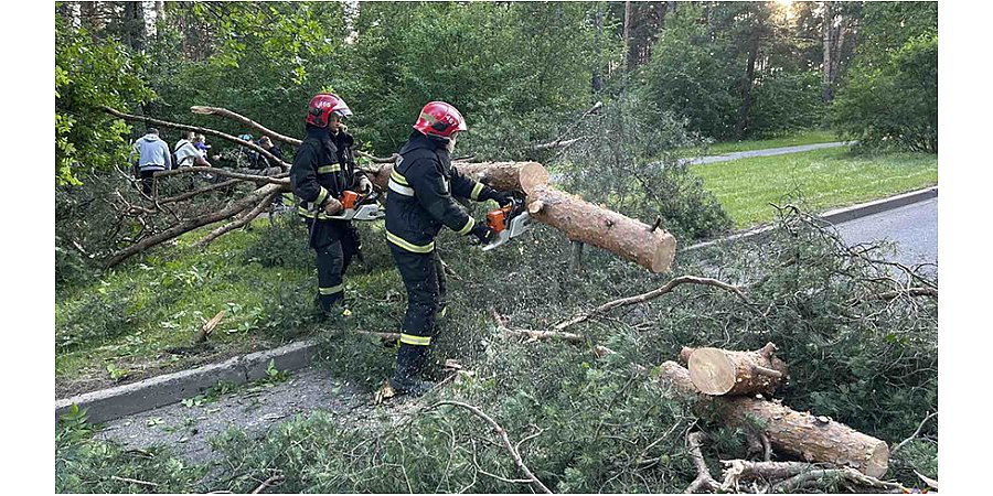 Упавшие деревья и 670 населенных пунктов без электричества. Последствия непогоды ликвидируют в Беларуси