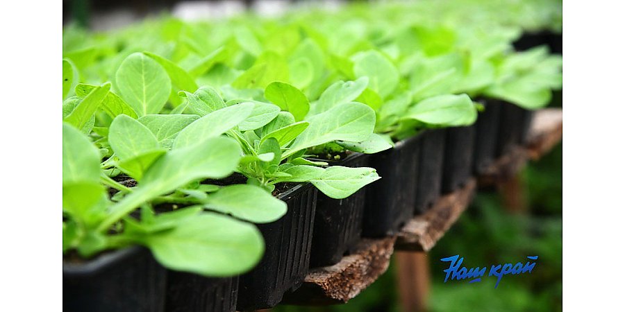 Мошки в рассаде: откуда берутся и как с ними бороться