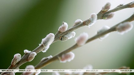 До +23°С и кратковременные дожди ожидаются сегодня в Беларуси