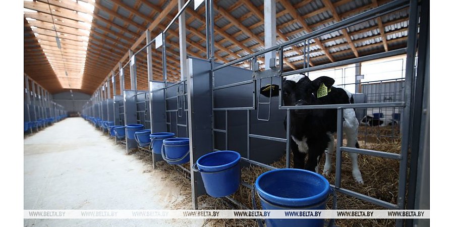 В Беларуси к октябрю построят 528 профилакториев для телят