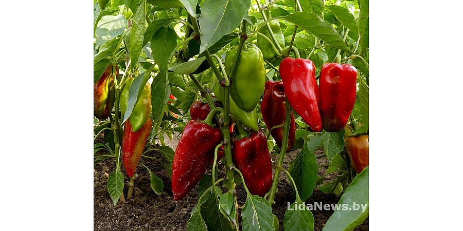 Откуда пятна на перце и спасет ли теплица от тумана