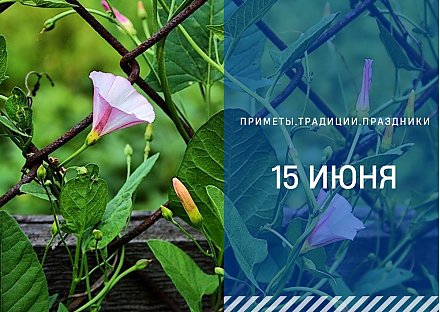 Народные приметы 15 июня: что нельзя делать в день Вьюна Зелёного