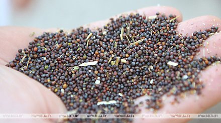 В Беларуси установлены фиксированные цены на продукцию растениеводства урожая 2026 года для госнужд