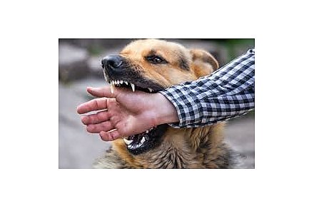 Бешенство — смертельная опасное заболевание. В 2025 году в Вороновскую ЦРБ по поводу укусов животных обратились несколько десятков человек