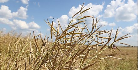Озимый рапс на зерно в Беларуси убрали с 14,1% площадей