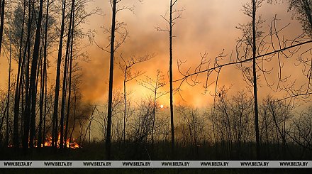 За минувшие сутки в Беларуси ликвидированы 11 лесных, 2 торфяных и 63 пожара травы и кустарников