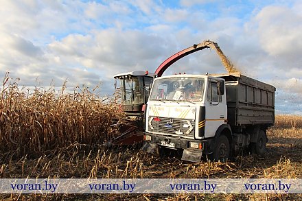 Кукурузный финиш на жирмунских полях