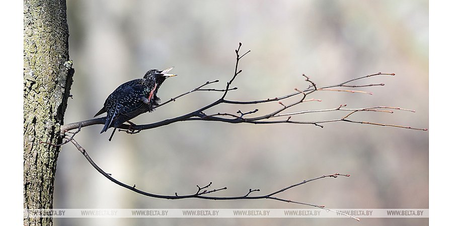Ждать ли белорусам сегодня дождей, ответили синоптики