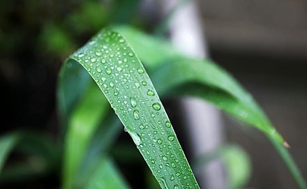 Дождливо и прохладно. Рябов рассказал о погоде на неделе с 9 по 15 июня