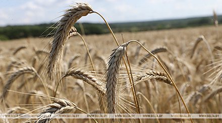 Беларусь рассчитывает на небывалый урожай, но удастся ли обойти подводные камни? Вот что требует Александр Лукашенко