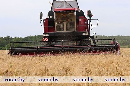 Темпы жатвы в Вороновском районе 