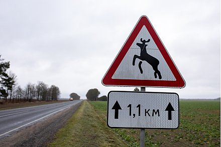 Живое препятствие. На дорогах Беларуси наблюдается рост дорожно-транспортных происшествий с участием диких животных