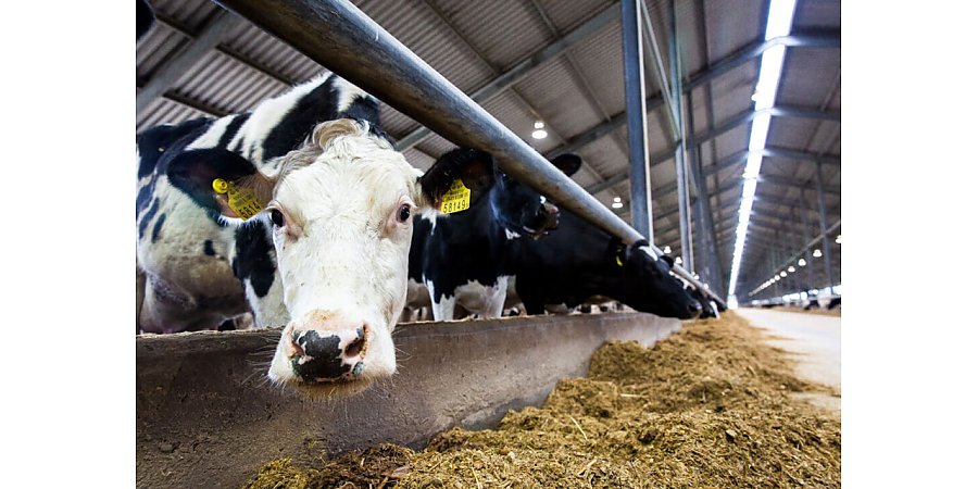 В КГК Гродненской области на контроле вопросы наведения порядка в животноводстве