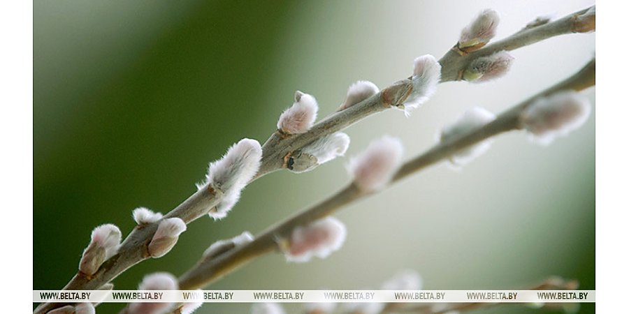 До +23°С и кратковременные дожди ожидаются сегодня в Беларуси