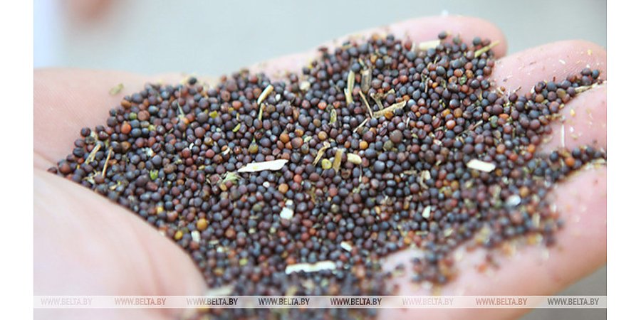 В Беларуси установлены фиксированные цены на продукцию растениеводства урожая 2026 года для госнужд
