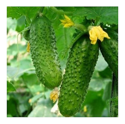 Йод и зеленка увеличивают урожай